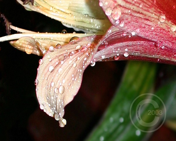Laden with Rain