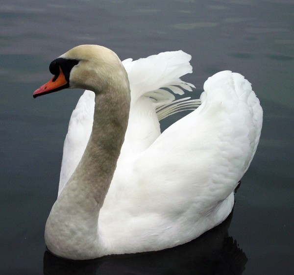 The Swan
