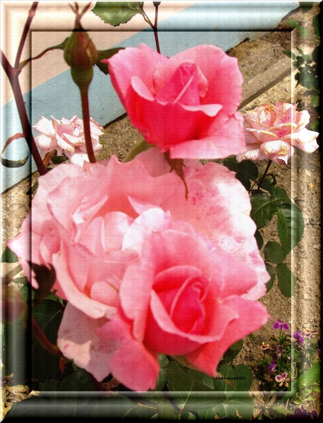 Pink Roses