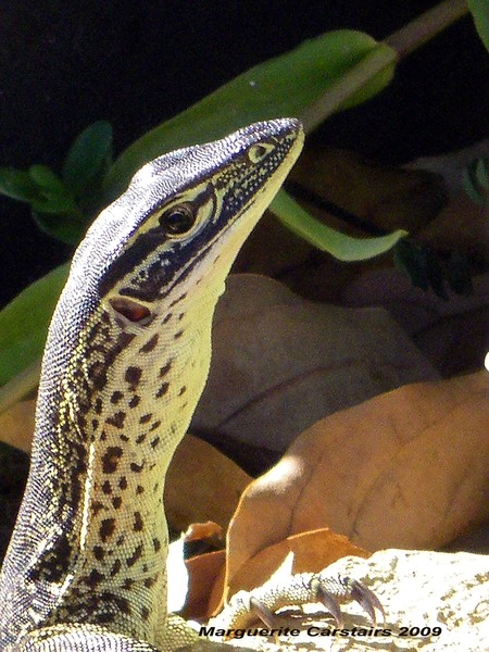 Goanna on the Go