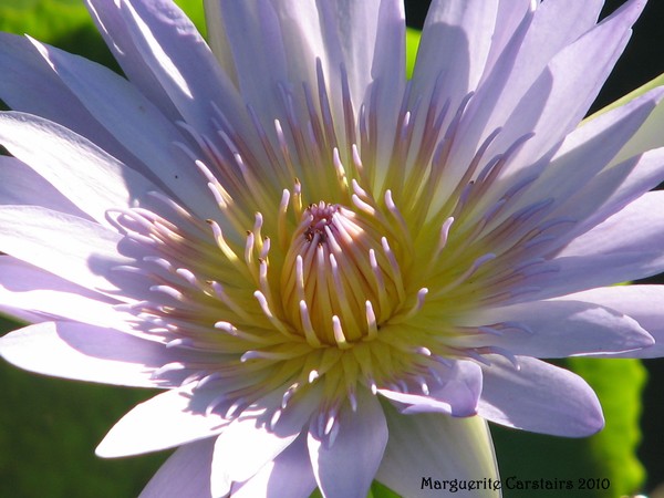 Heart of the Lotus