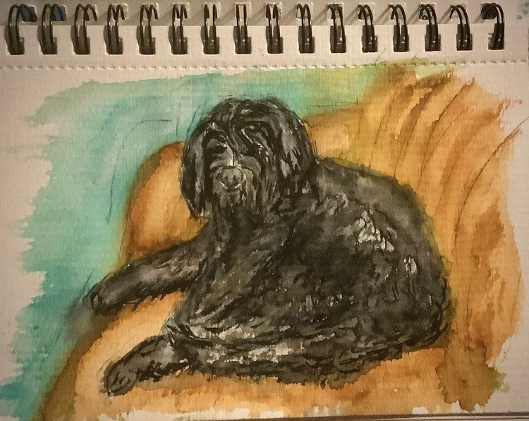 Study. 3 my black long hair dog a Gordondoodle
