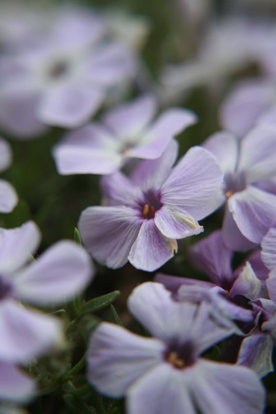 Purple Hiking Flowers