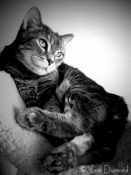 Cat in the Cradle (number 2)
