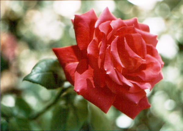 rosewanted.com (reflexphoto)
