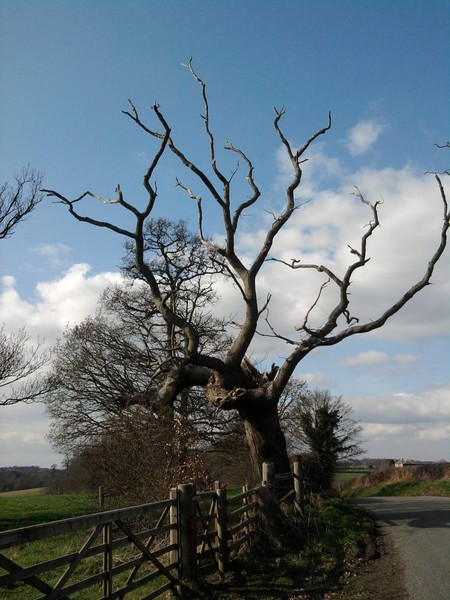 Guardian of the Hill