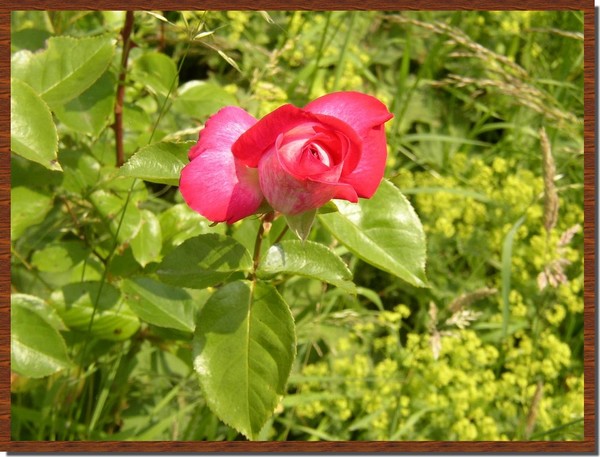 Summer Beauty