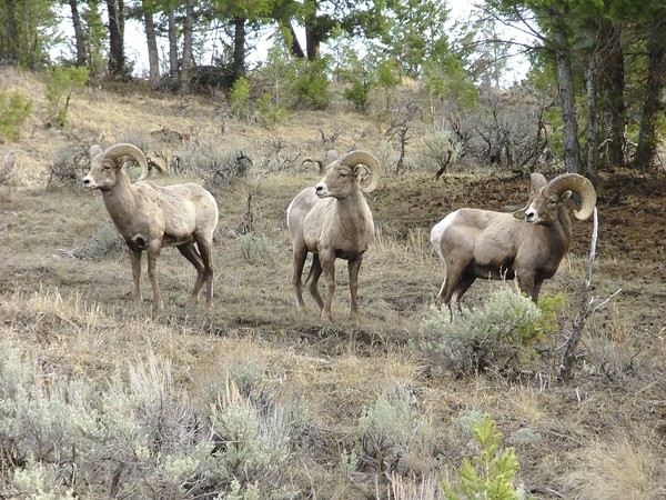 Bighorn Sheep.