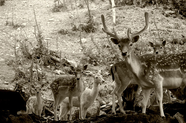 The Small Herd