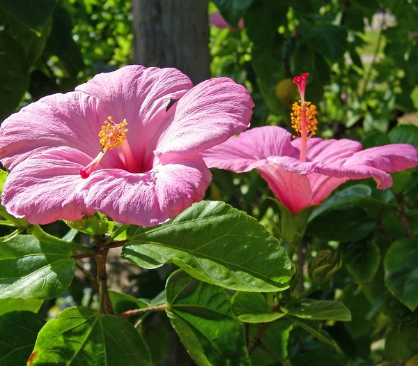 Sunday Hibiscus 55