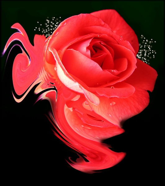 Swirling Rose