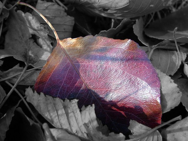 beauty for ashes