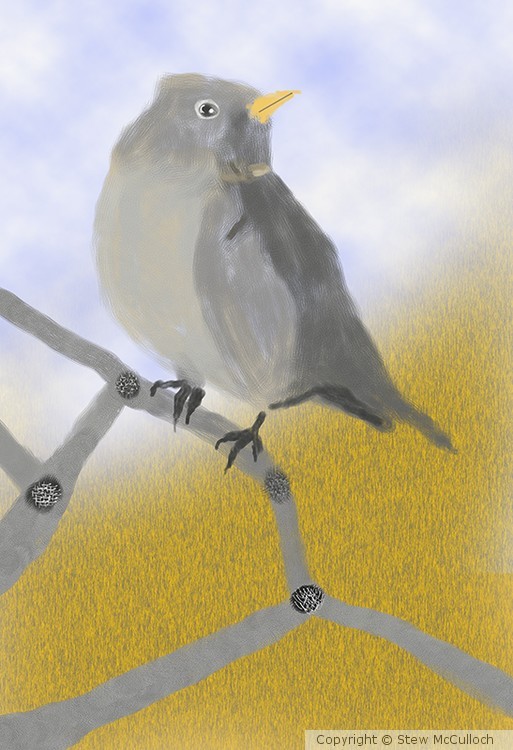 Mountain Bluebird  P203