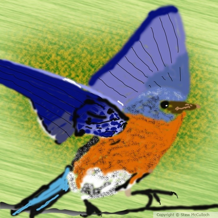 Red Breasted Bluebird  P281