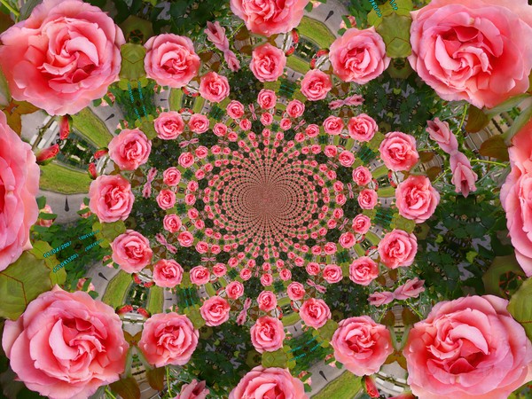 Floating roses