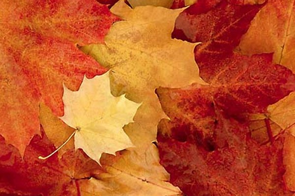 Leafs