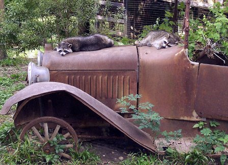 Raccoon Nap