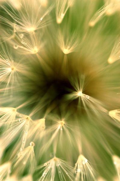 Dandelion Macro