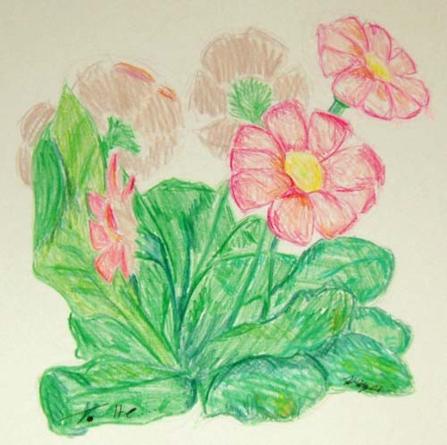 Flowers from 2008