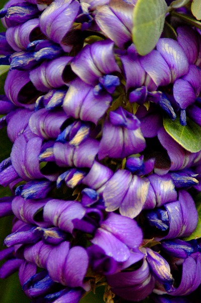 When the Deep Purple Falls