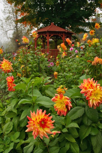 Dahlia Garden