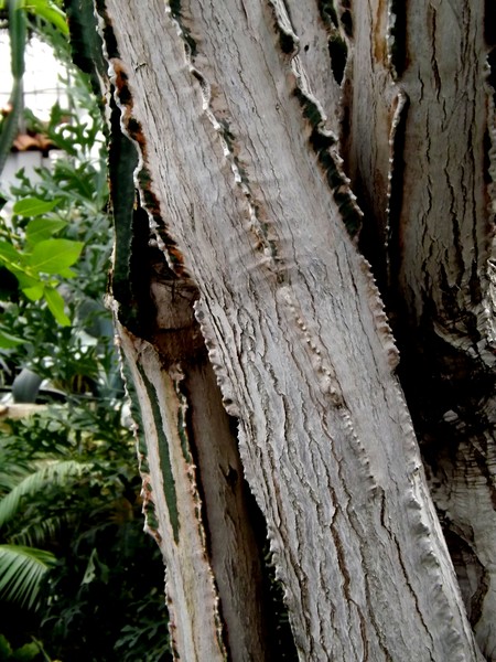 Tall Trees In The Green House (Two)