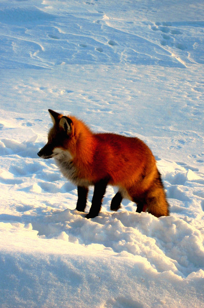 Foxy
