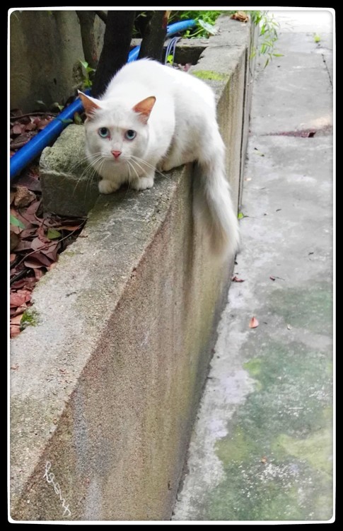 White Cat