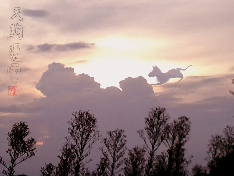 Cloud Dog