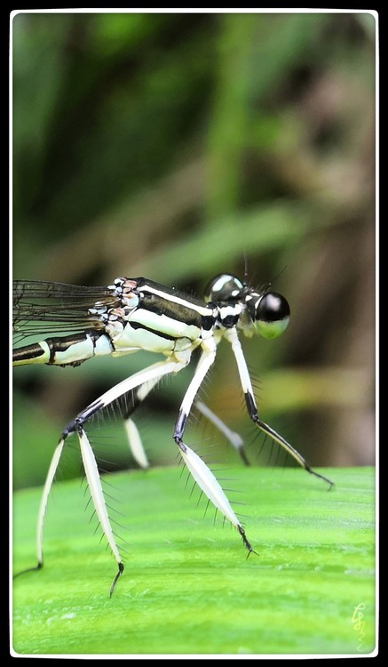 Portrait of a Dragonfly(2)
