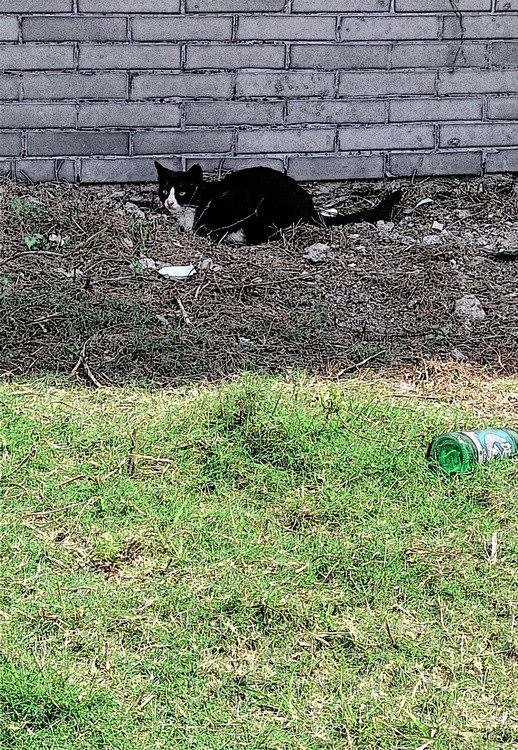 Green Grass and Black Cat