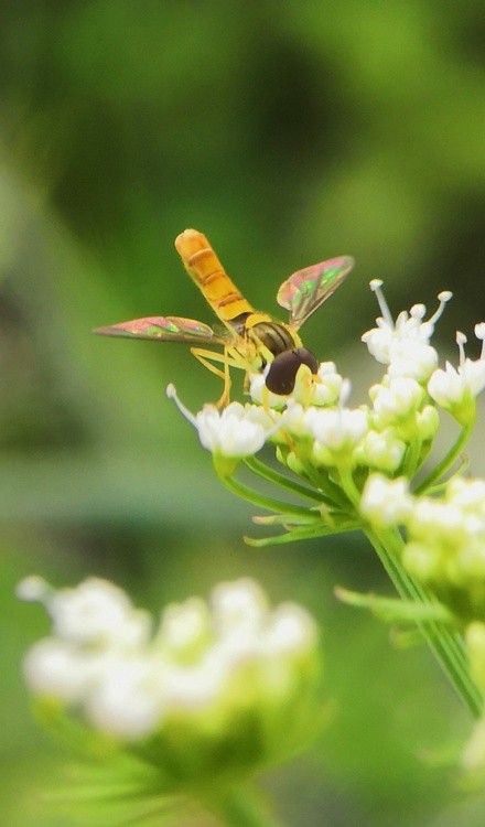 a tiny bee