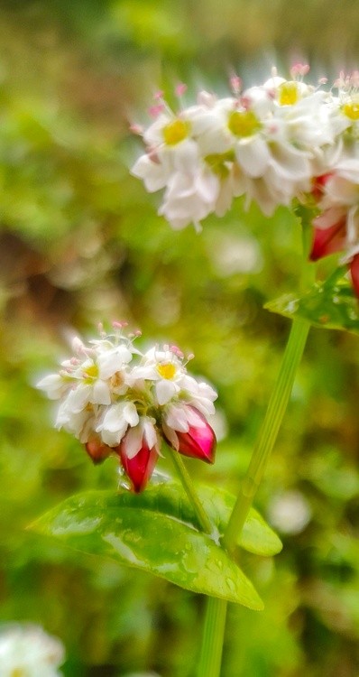 flowers in autumn