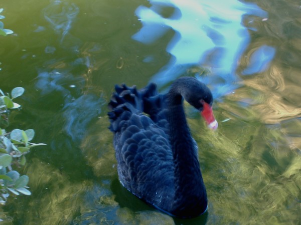 Black Swan