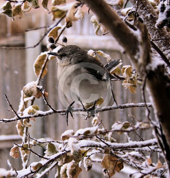 Winter Bird