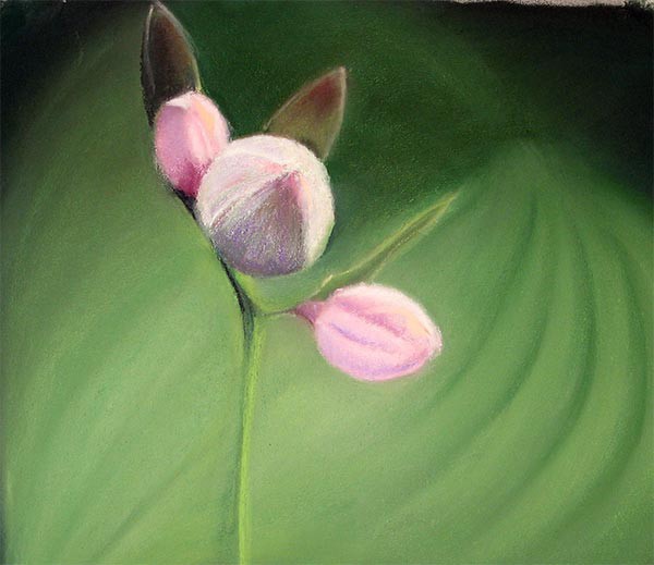 Pink Buds