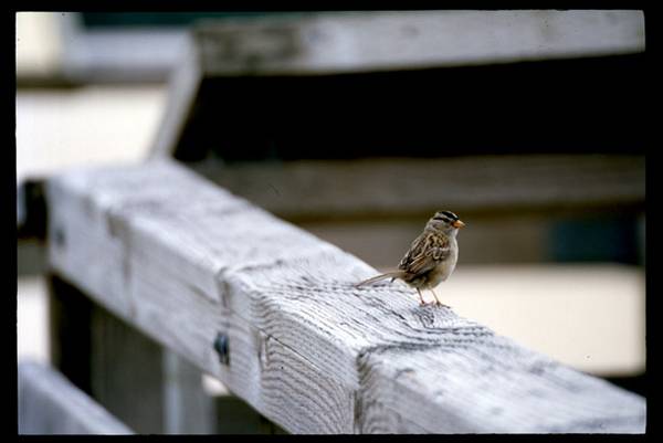 Little Sparrow