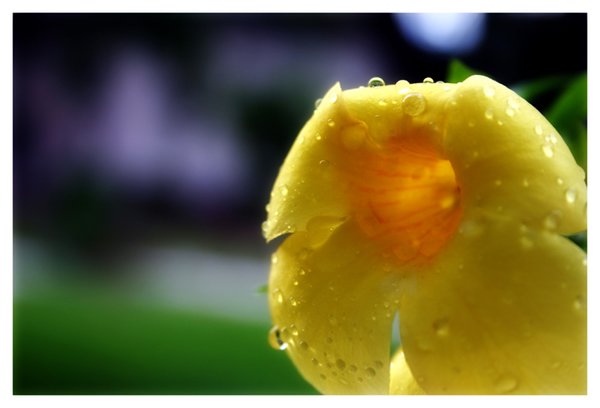 Yellow Dew