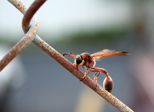 Get Stung