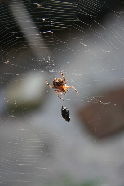 oh what a tangled web we weave 