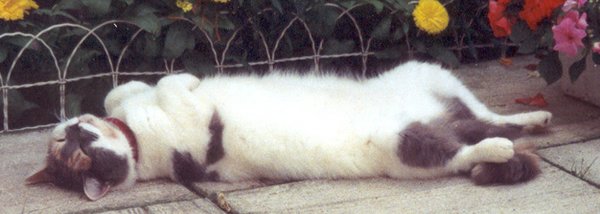 Beautiful Cat