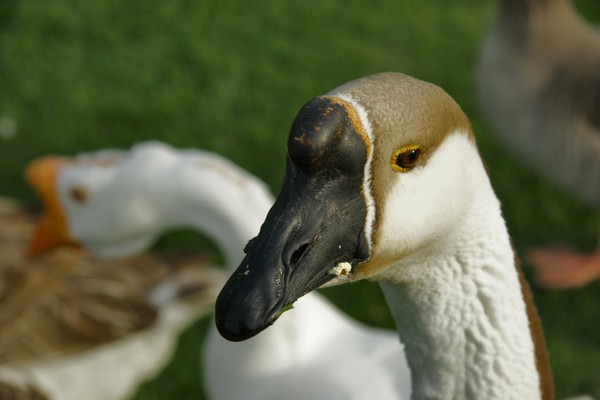 GAGGLE FEST