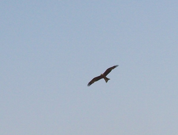 glider
