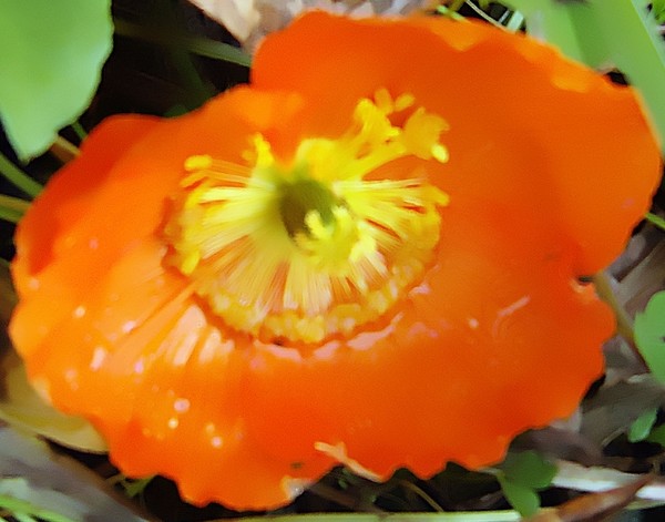 Wild Poppy Close Up