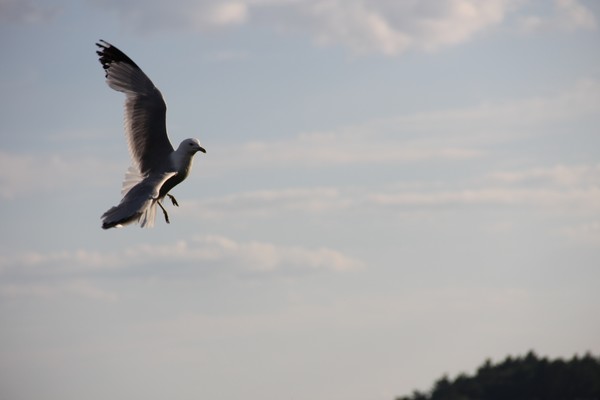 Seagull sharp angled wings