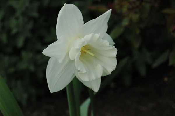 White beauty