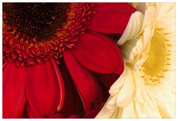 gerbera red and white card 2