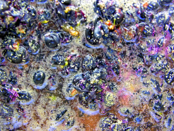 Fermentation