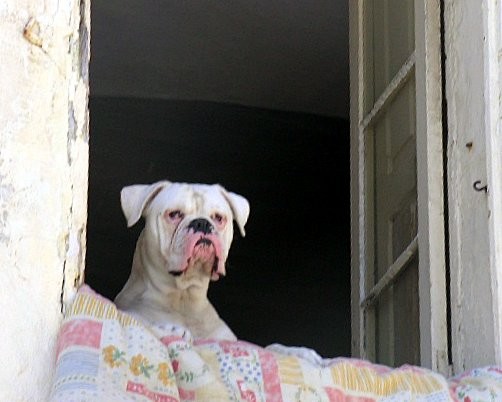 Doggie In The Window