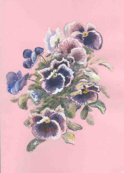 Pansies